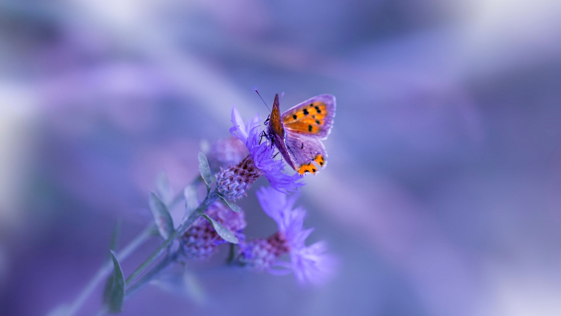 绝地七十六小时,当费城心跳压过迈阿密热浪