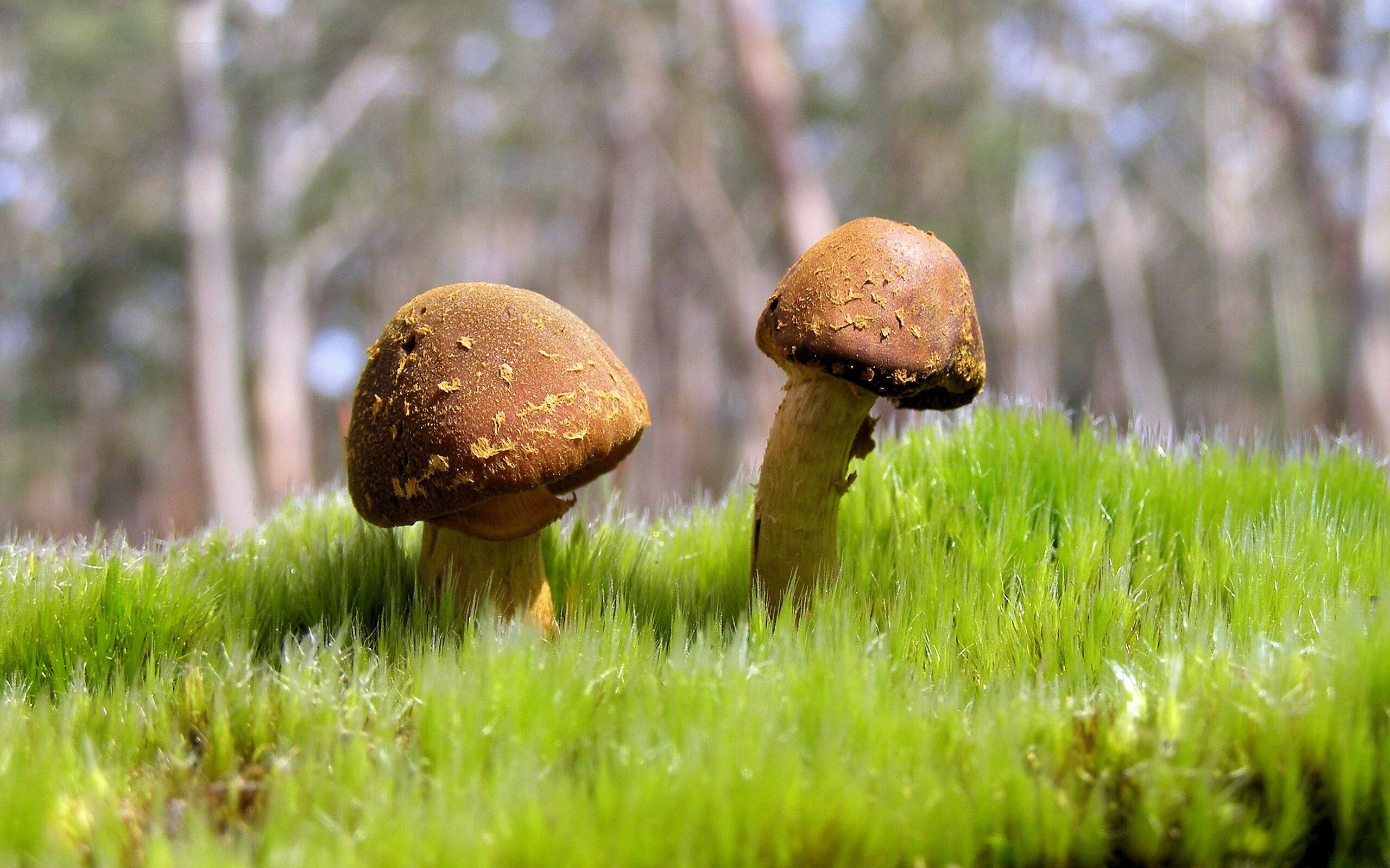 当欧冠级激情注入CBA，深圳横扫辽宁背后的战术革命