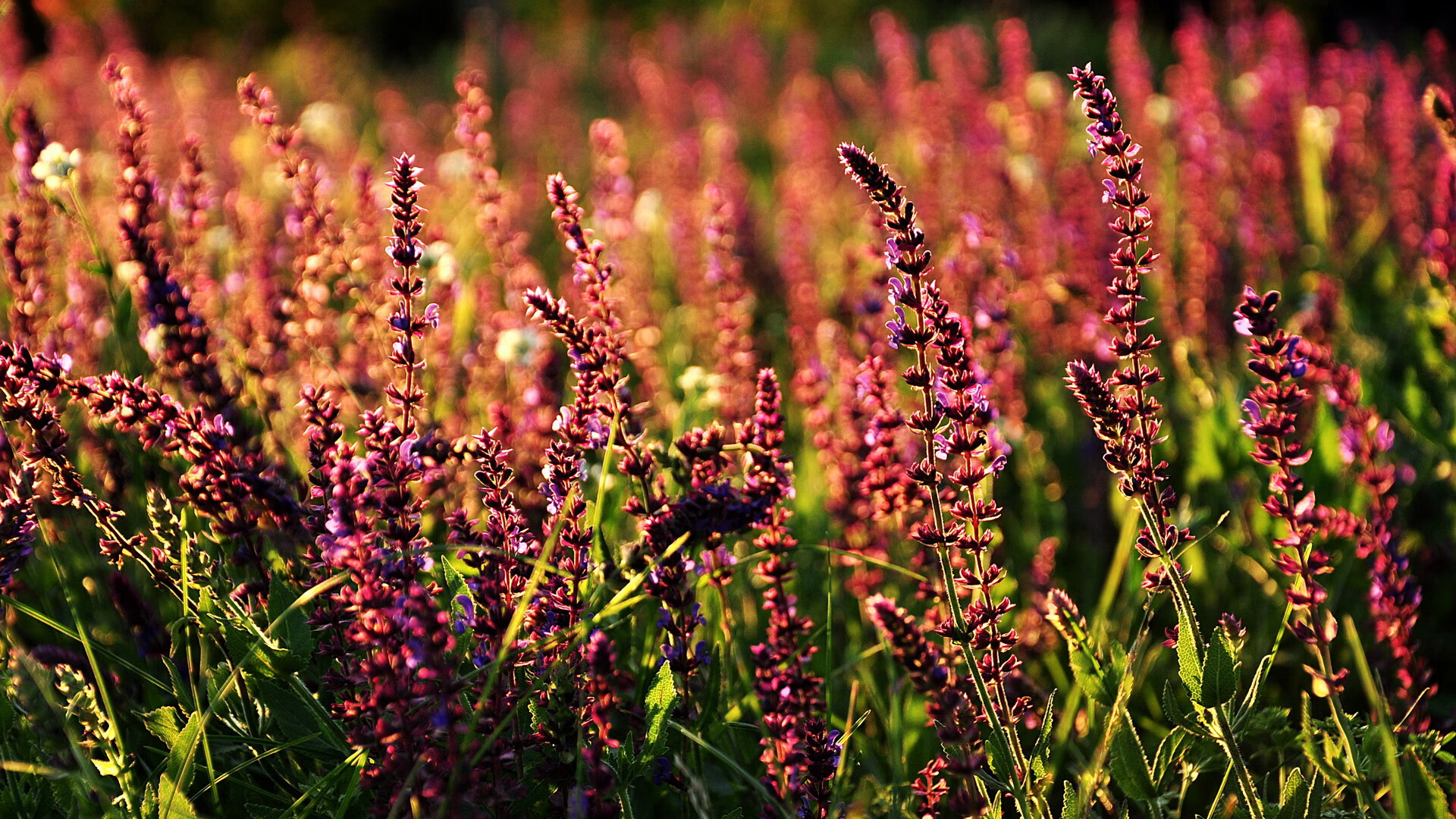篮球的艺术，中美赛场同演单节风暴，新星切特于西甲德比展露锋芒