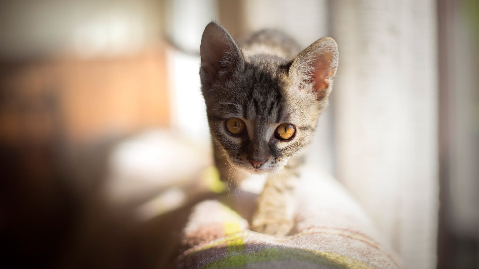 跨界巅峰对决，上海队欧冠决赛奇迹，正面击溃马刺创体育史新篇