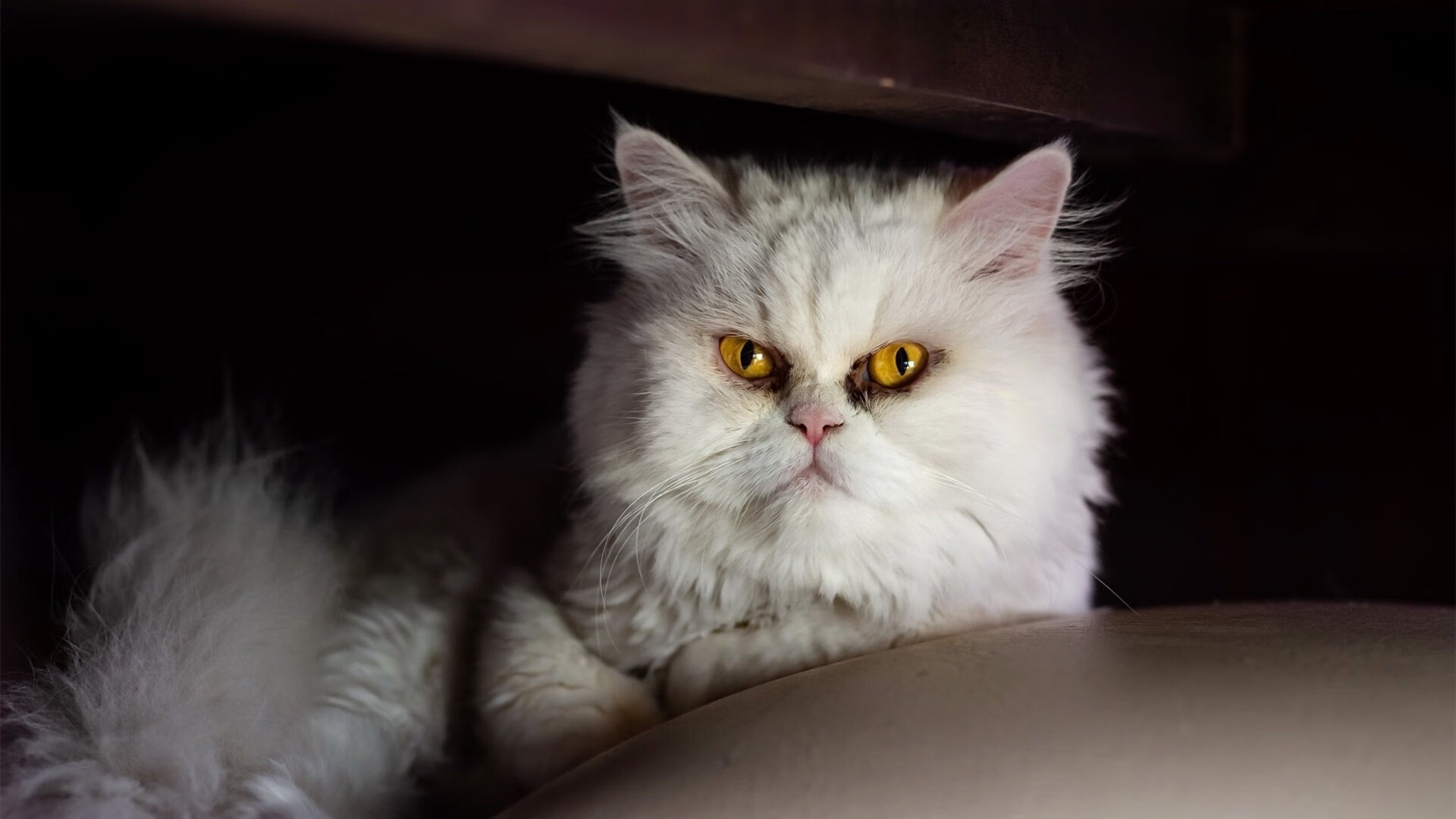 开云体育官网-篮球双星闪耀，76人碾压吉林，文班亚马德比封神