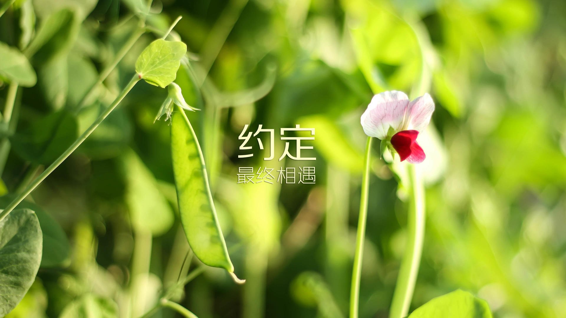 冰封童话,黄金纽带,坎塞洛引领葡萄牙新航海时代,芬兰战术压制丹麦改写北欧剧本